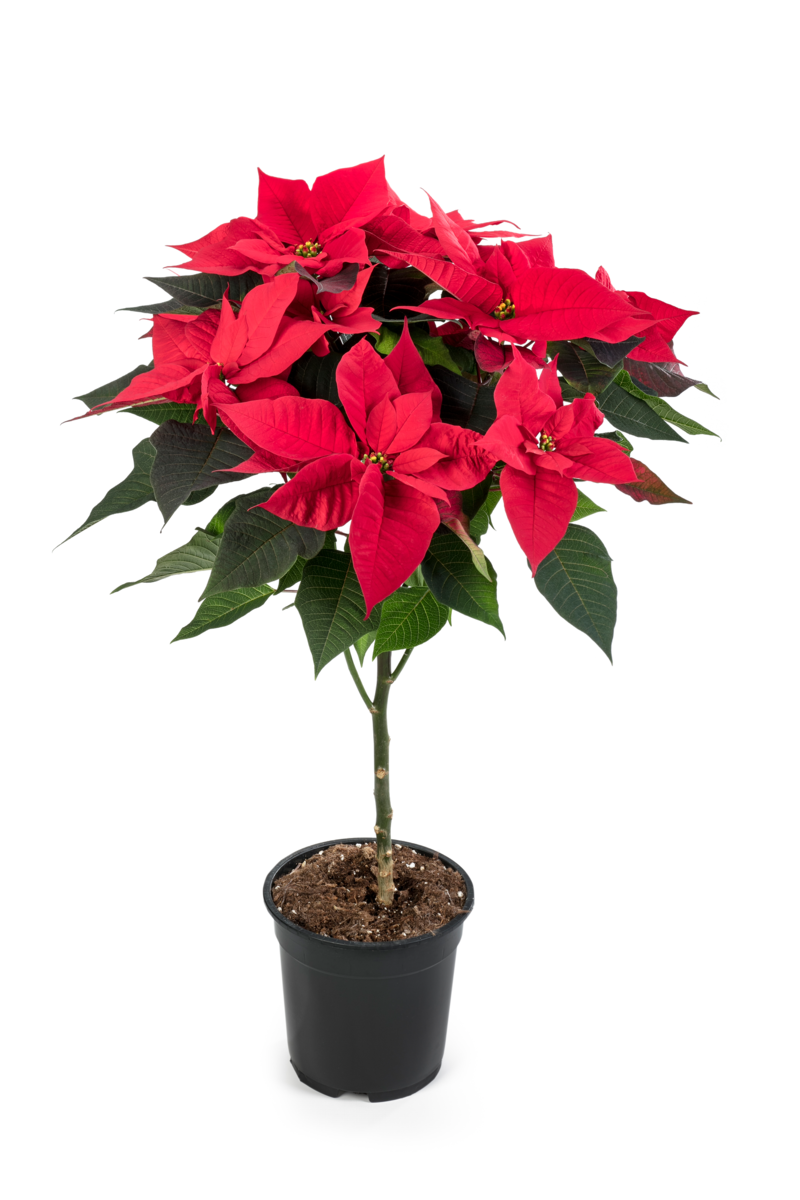 Superstars Hera Red
