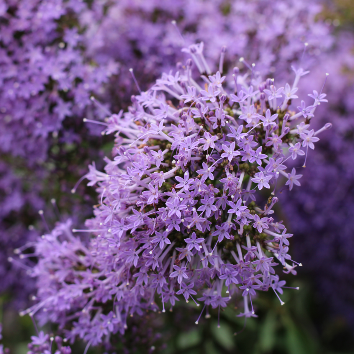 Trachelium caeruleum Passion In Violet