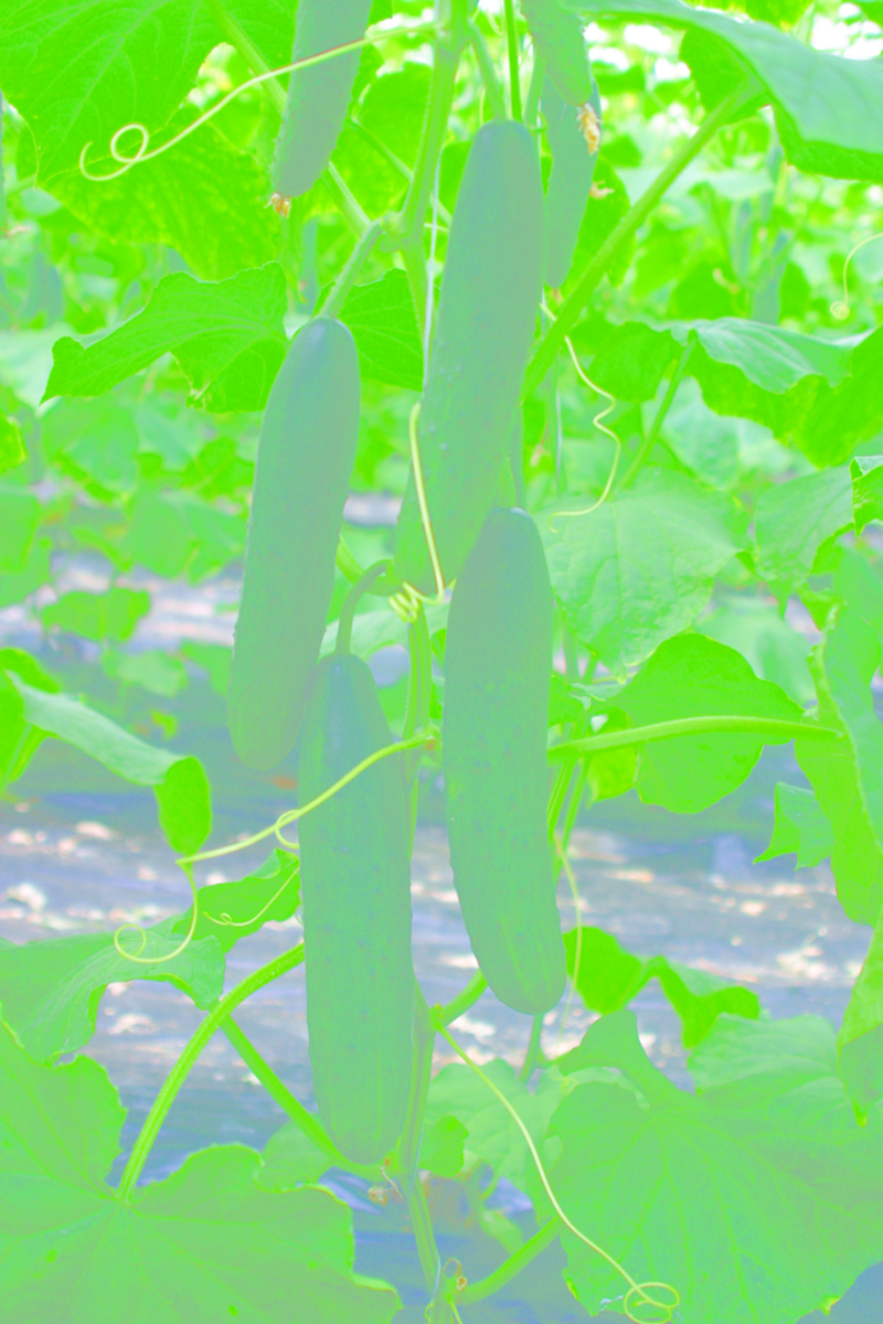 Cucumber Tristan-Midele