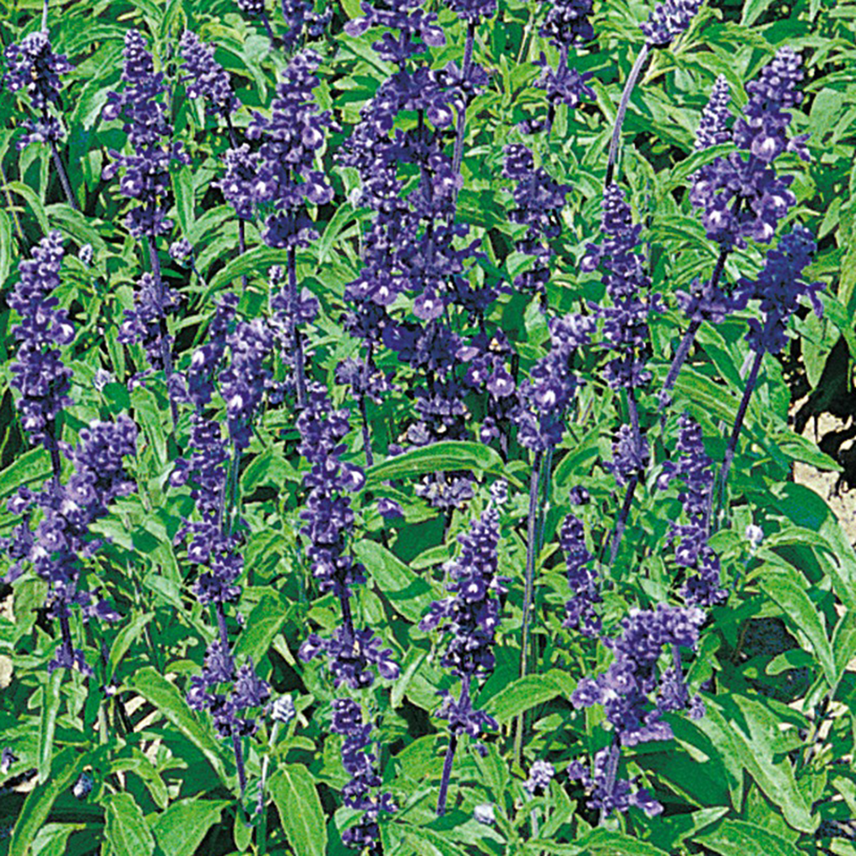 Salvia farinacea Victoria Blue