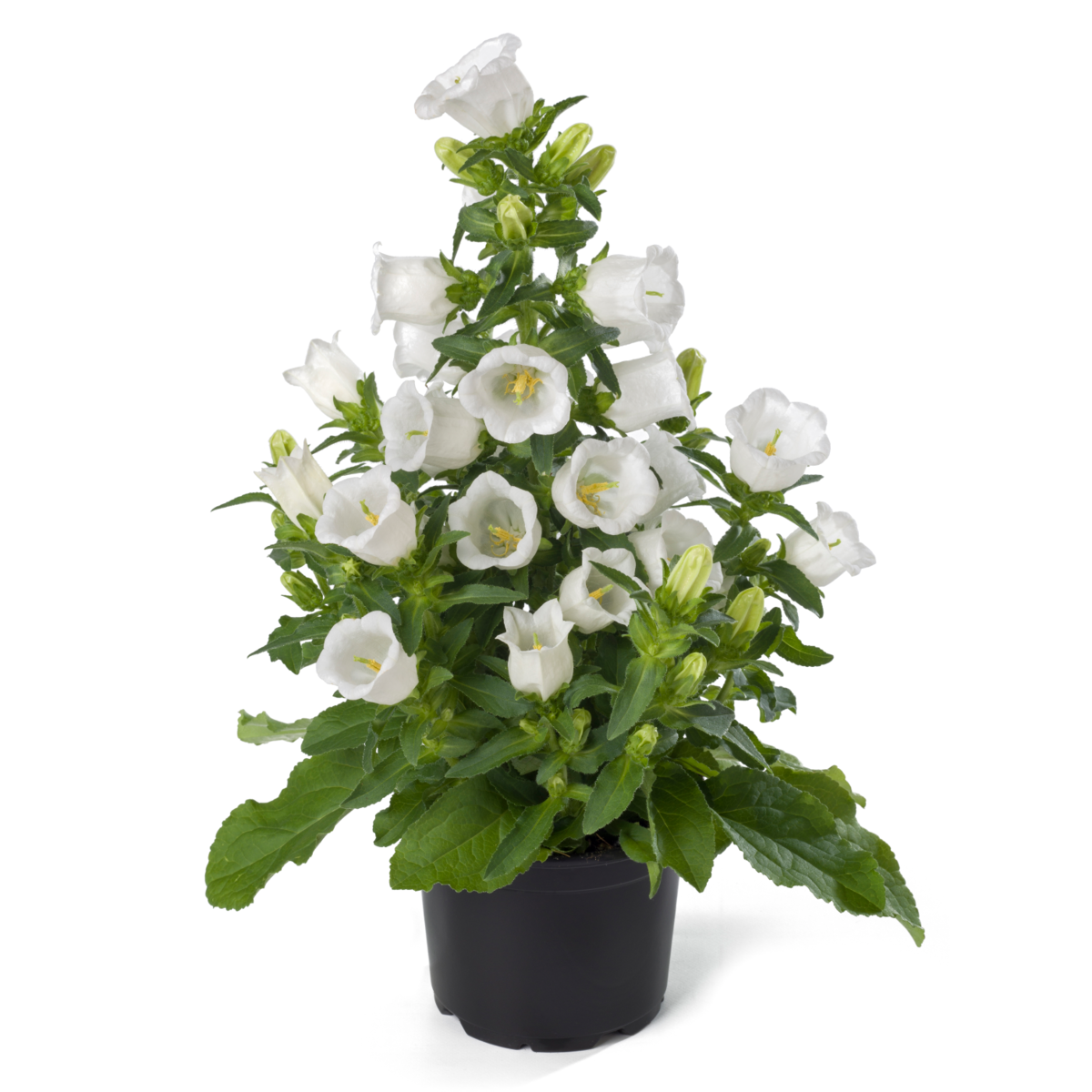 Appeal White