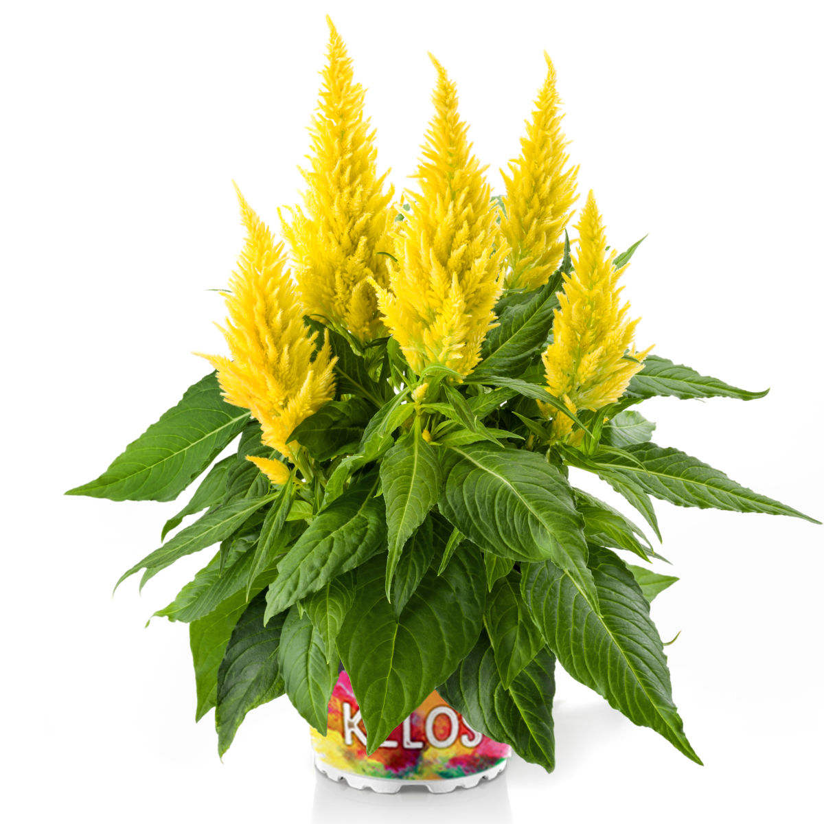 Kelos® Fire Yellow