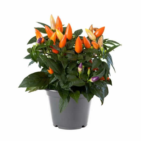 Acapulco Orange