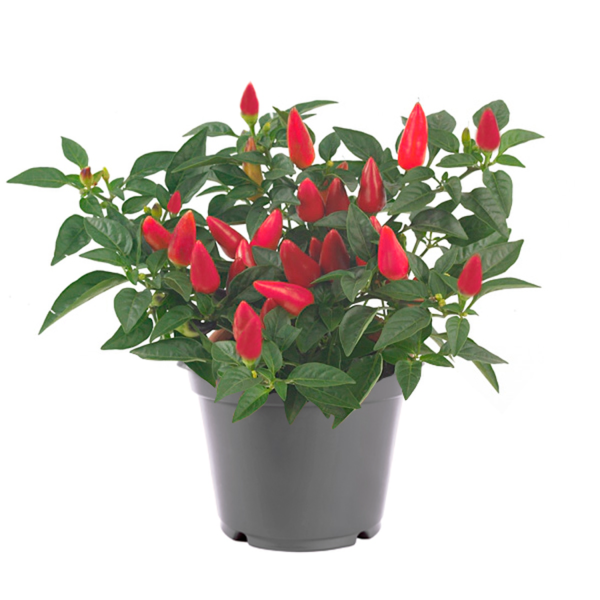 Acapulco Red