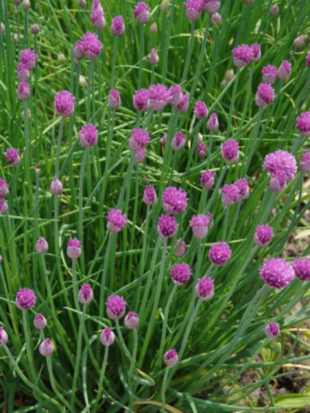 Allium Naomi