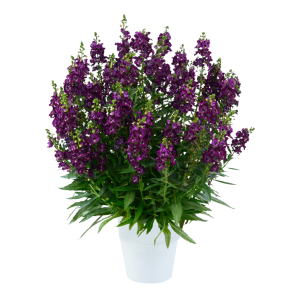 Alonia™ Big Grape