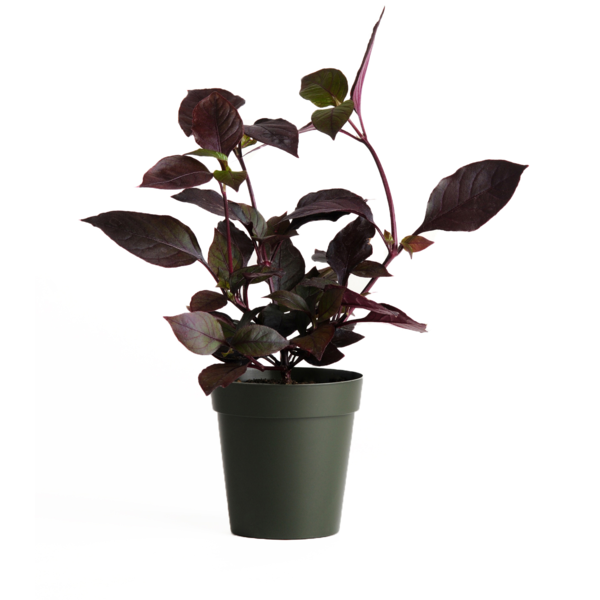 Alternanthera dentata Purple Prince