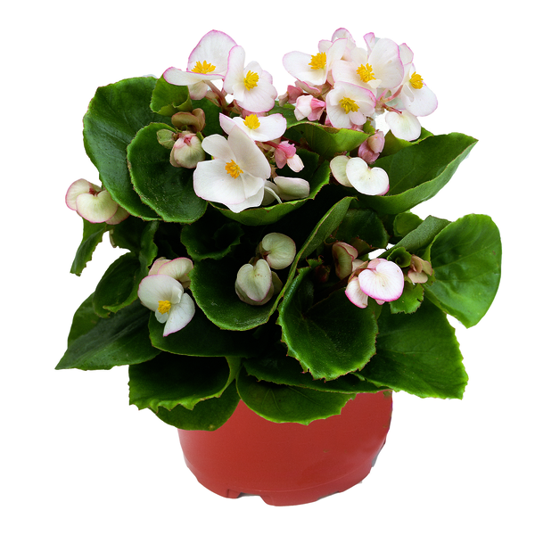 Ambassador Bicolor