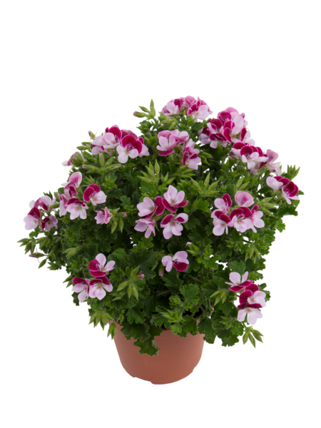 Angel Bicolor