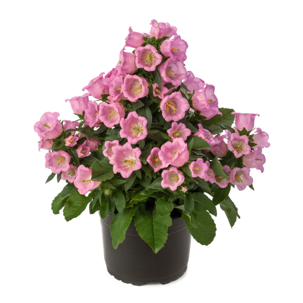 Appeal Pink