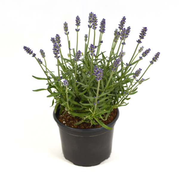 Aromance® Blue Compact