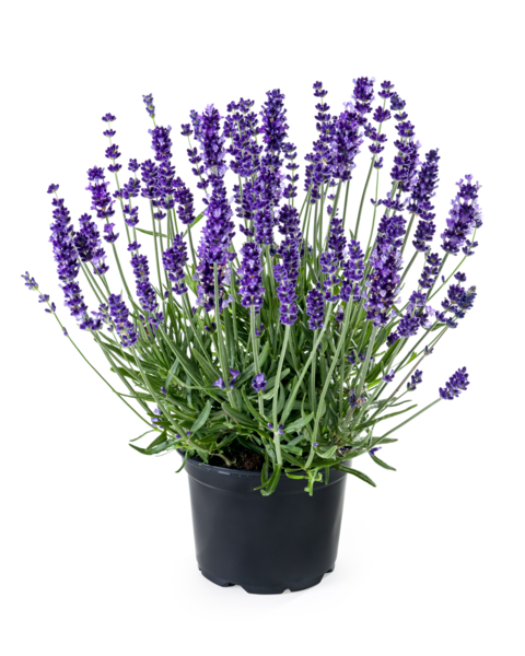 Aromance® Blue Impr.