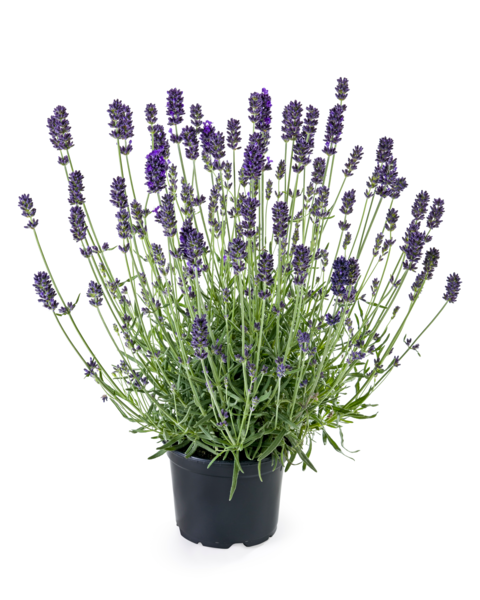Aromance® Silver Blue
