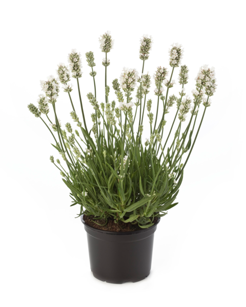 Aromance® White