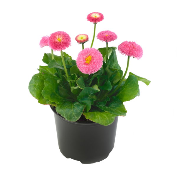 Bella Daisy® Pink