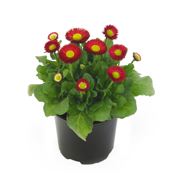 Bella Daisy® Red