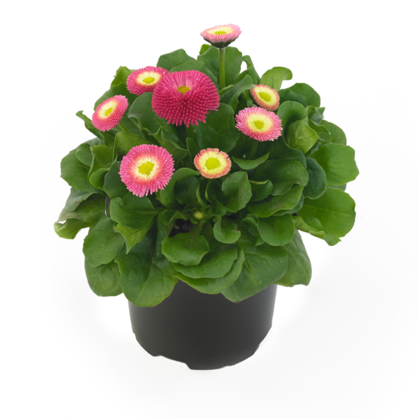 Bella Daisy® Rose