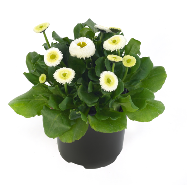 Bella Daisy® White