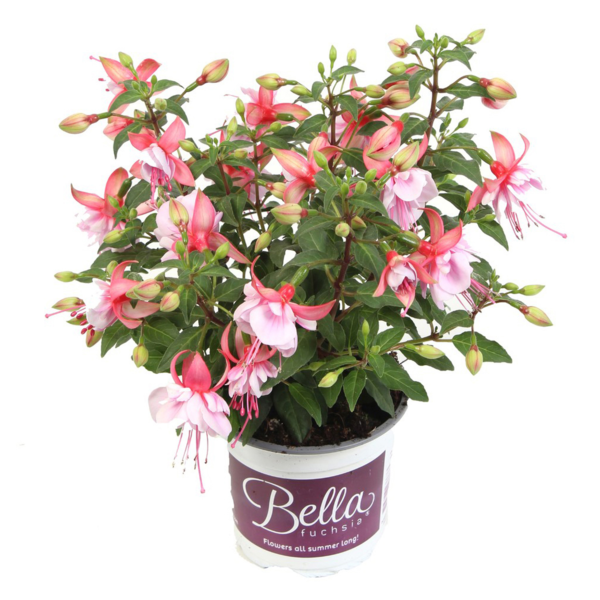 Bella Fuchsia® Bianca