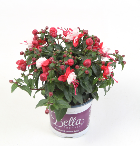 Bella Fuchsia® Camilla