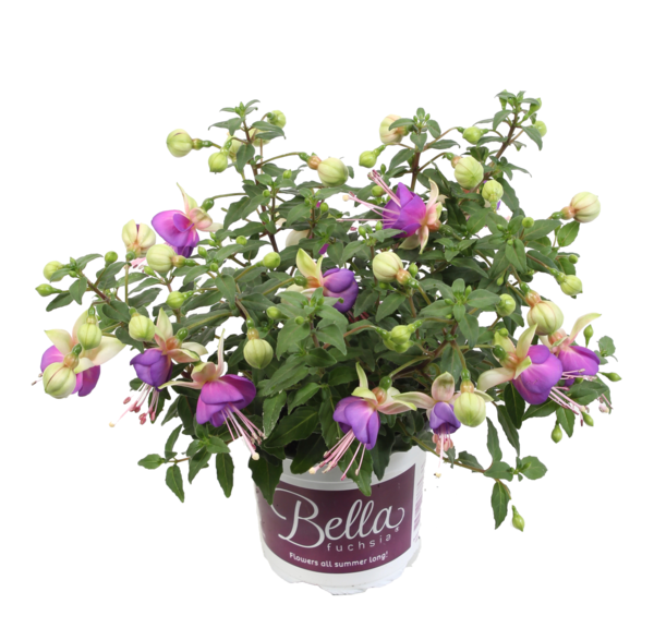 Bella Fuchsia® Diana