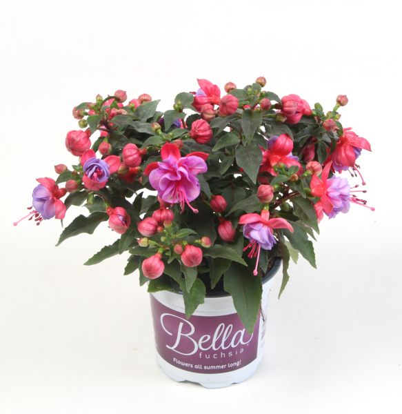 Bella Fuchsia® Ella