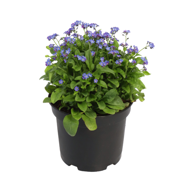Bellamy Blue