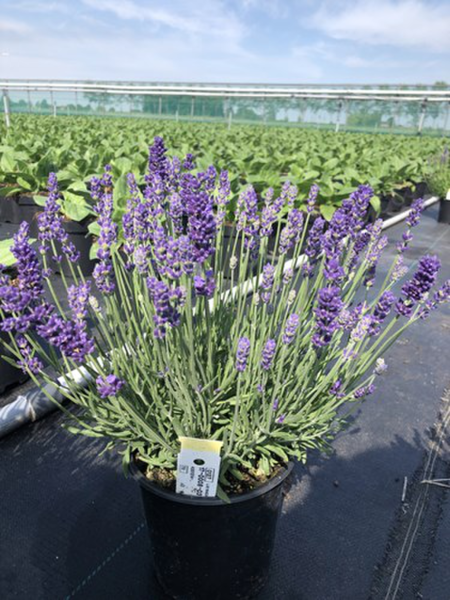 Aromance® Blue Bijou (LVAN 1314)