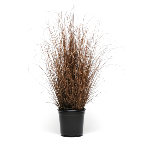 Carex buchananii Red Rooster