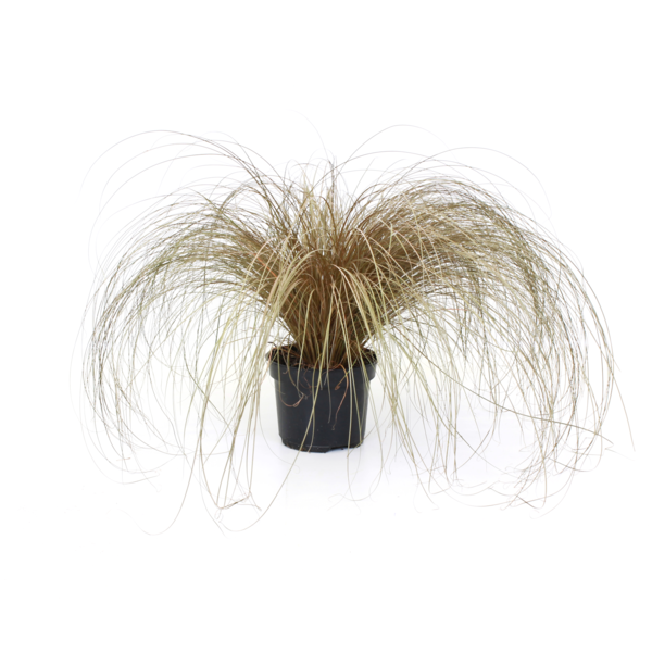 Carex comans Bronze