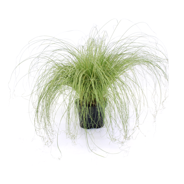 Carex comans Frosted Curls