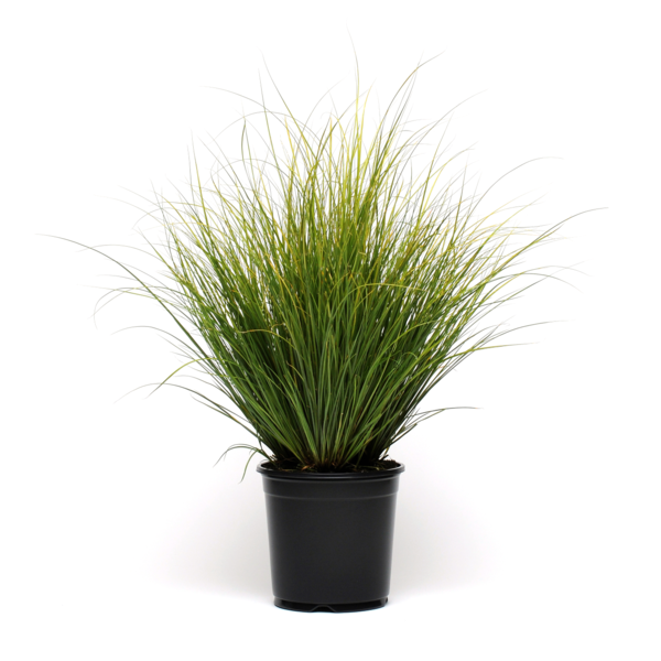 Carex comans Phoenix Green