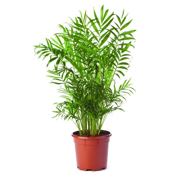 Chamaedorea elegans Elegans