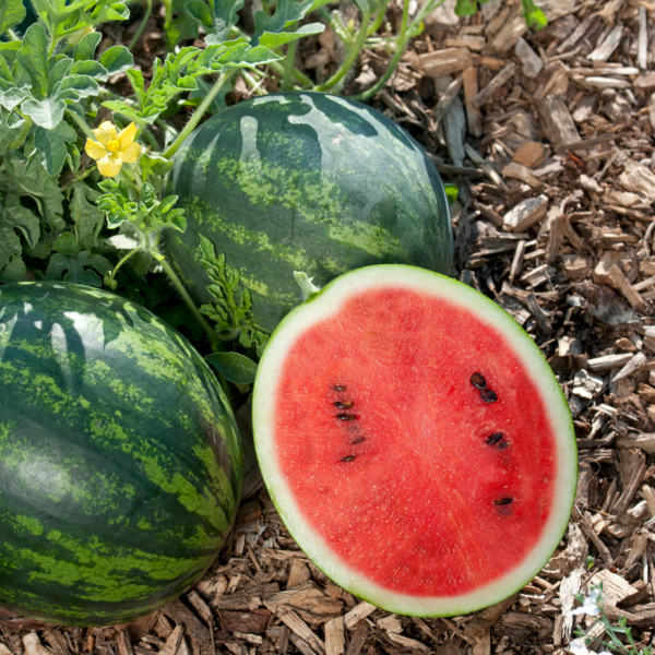 Citrullus Melon Mini Love