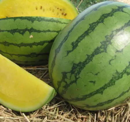 Citrullus Melon Sunlove
