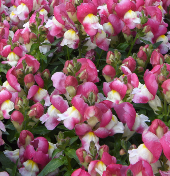 Snapshot Burgundy Bicolor - Beekenkamp Ornamentals