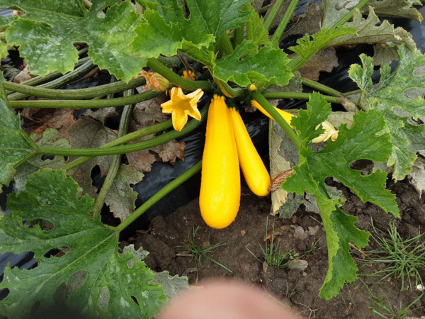 Courgette Lingodor