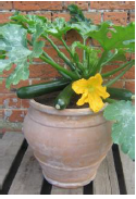 Courgette Patio Star