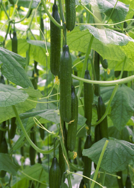 Cucumber Cordoba F1