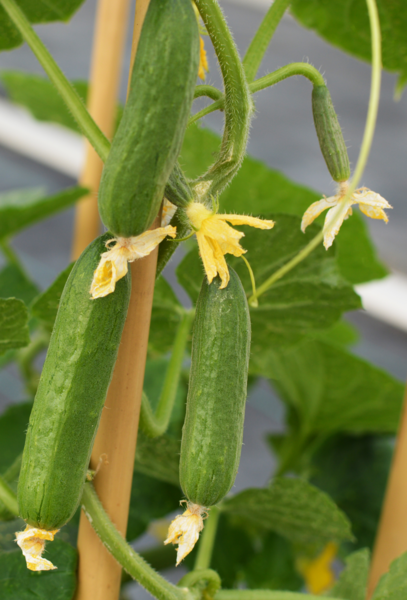 Cucumber Cucko