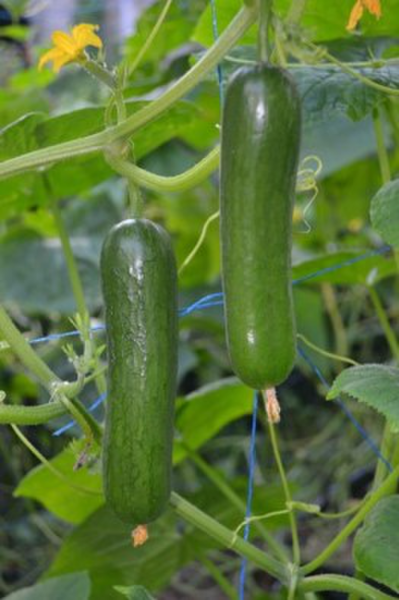 Cucumber Deltastar F2
