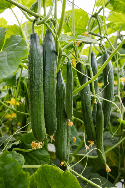 Cucumber Fitness