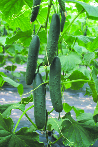 Cucumber Tristan-Midele