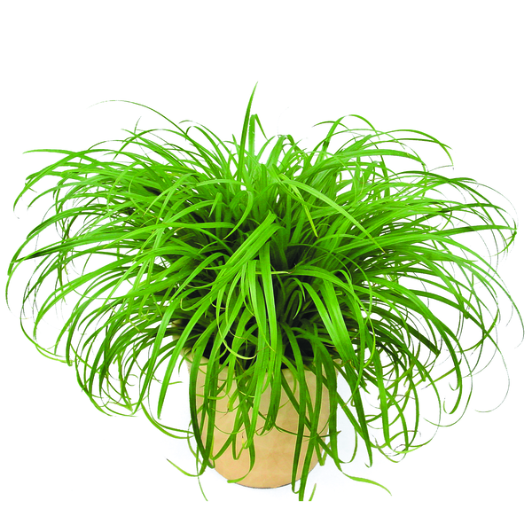Cyperus alternifolius Zumula