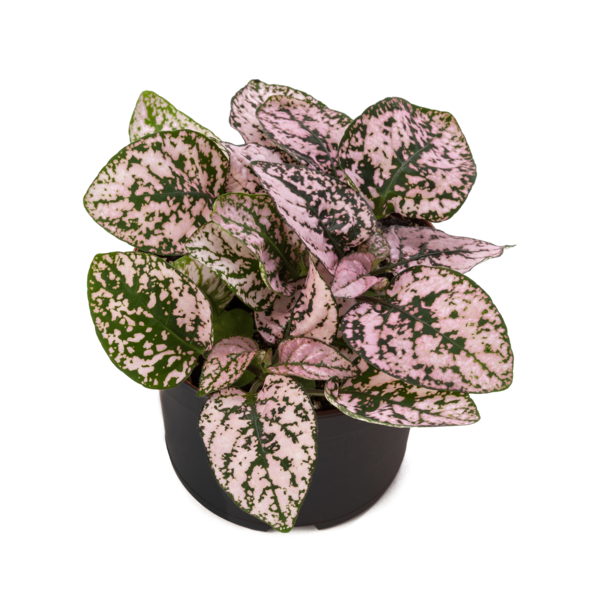 Decor Pink