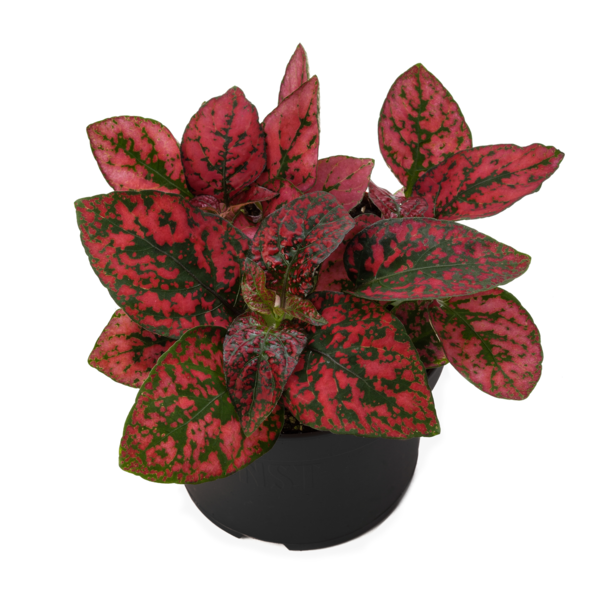 Decor Red