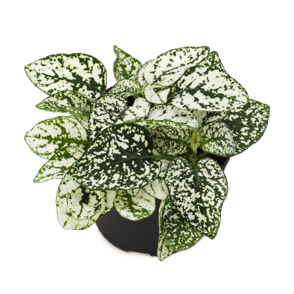 Decor White