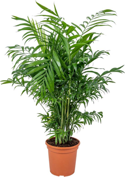 Chamaedorea elegans Elegans