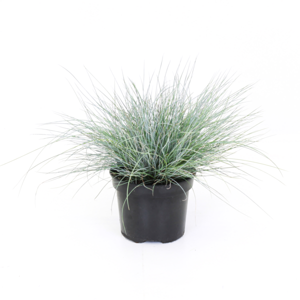Festuca glaucantha Glaucantha