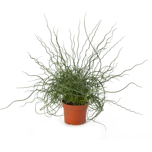 Juncus effusus Spiralis